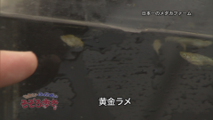 2015.12